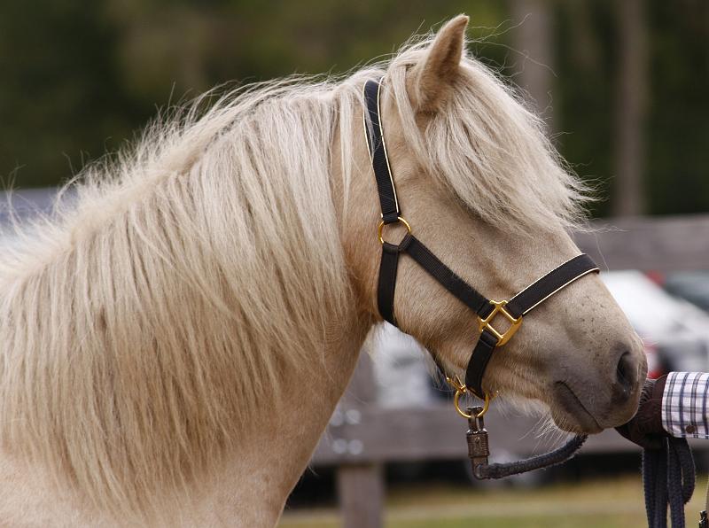 Ljoska von Heidmoor c.jpg